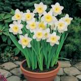 Daffodil Ice Follies