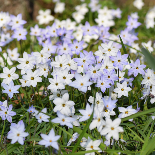 Tritelia Spring Star Mixed