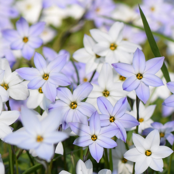 Tritelia Spring Star Mixed