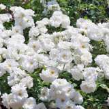 Climbing Rose Iceberg 17 Roscice - Garden Express Australia