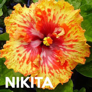 Hibiscus Nikita Garden Express