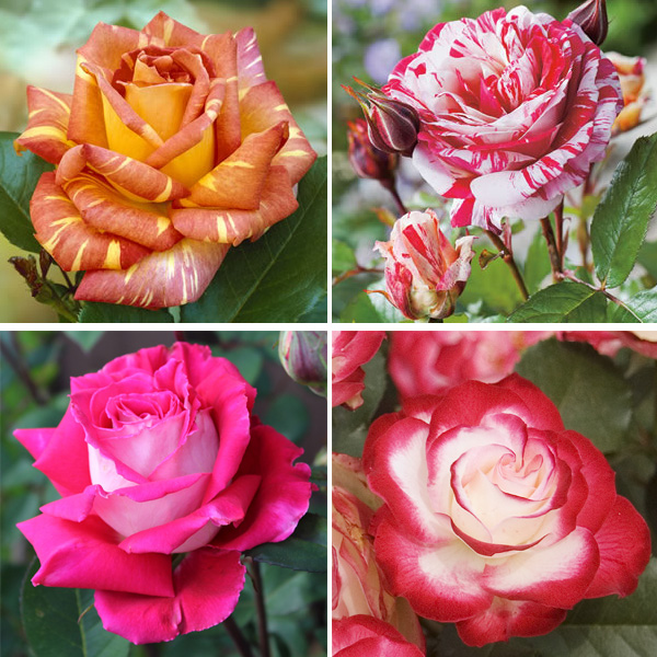 Bi-colour Rose Collection 4 Roses