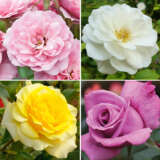 Garden Favourites Collection 4 Roses