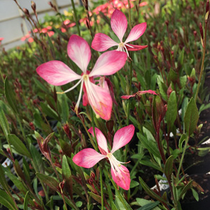 Gaura Little Janie