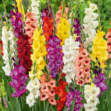 Gladioli Mixed 2025 Pkglamxd - Garden Express Australia