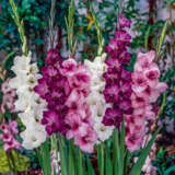 Gladioli Passion Blend Pkglapas - Garden Express Australia