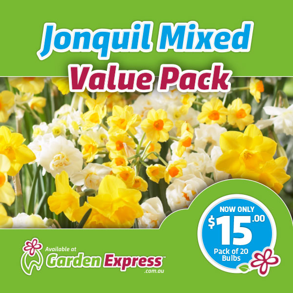 Flower Fest Value Pack – Jonquil Mixed