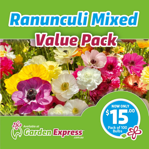 Flower Fest Value Pack – Ranunculi Mixed