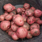 Potato Pontiac Pkcsppon 2025 - Garden Express Australia