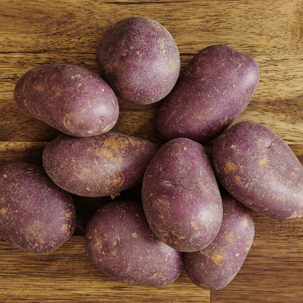 Certified Seed Potato Royal Blue