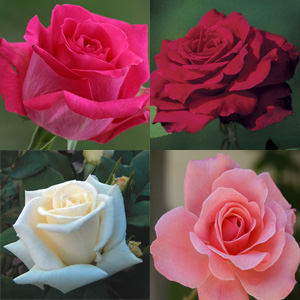 THORNLESS ROSE COLLECTION 4 ROSES - Garden Express