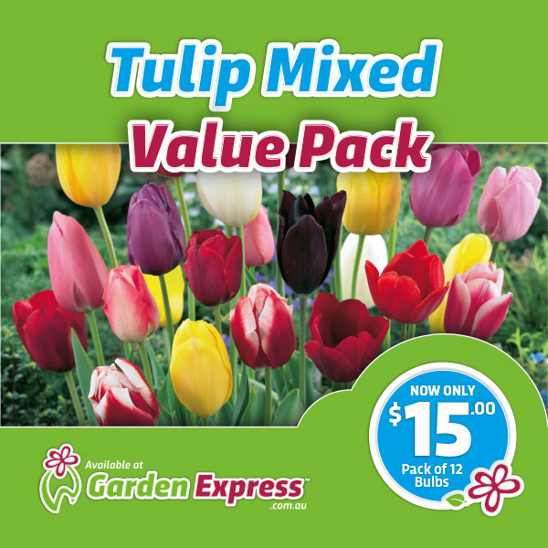 Flower Fest Value Pack – Tulip Mixed