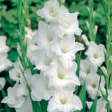 Gladioli Amsterdam 2 Pkglaams - Garden Express Australia