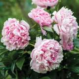 Peony Rose Sarah Bernhardt