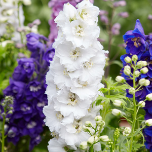 DELPHINIUM DWARF WHITE - Garden Express