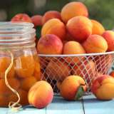 Dwf Apricot Bulida Treaprdbu - Garden Express Australia