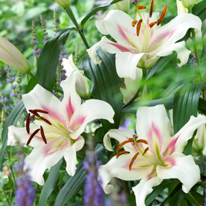 ORIENTAL TRUMPET LILIUM BONBINI - Garden Express