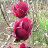 Magnolia Genie (pbr)