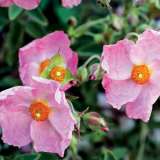 Rock Rose Silver Pink Lporrospi - Garden Express Australia