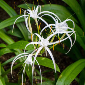 Spider Lily - Garden Express - Online Nursery