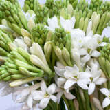 Tuberose 2024 Pktubero - Garden Express Australia