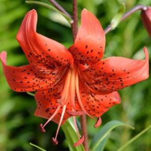 Lilium Red Life - Garden Express