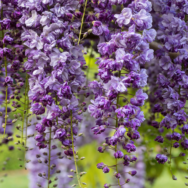 Wisteria Violacea Plena- Double Japanese