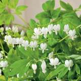 Dicentra Spectabilis Albappldicsal 17 - Garden Express Australia