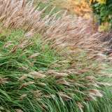 Miscanthus Sinensis