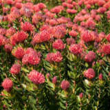 Leucospermum Carnival Red Ppllspcre - Garden Express Australia