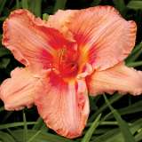 Daylilies Archives - Garden Express