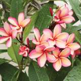 Frangipani Honey Me Pplfraham - Garden Express Australia