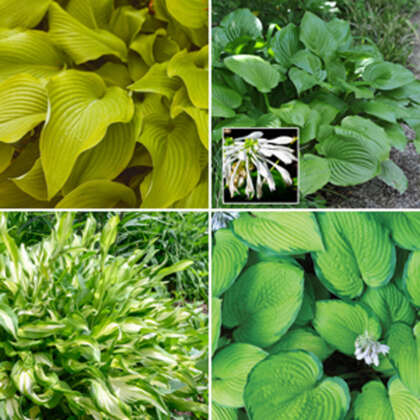 Hosta Collection - Garden Express