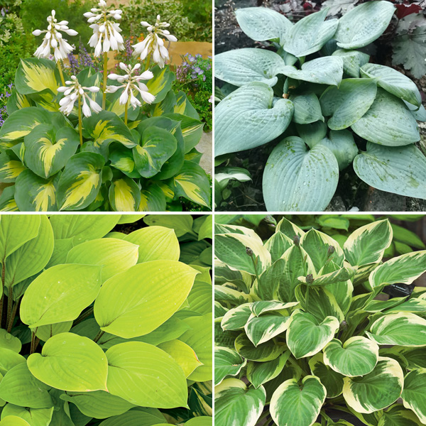 Hosta Collection - Garden Express