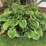 Gurus Hosta Collection 2