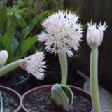 Haemanthus Humilis Ssp Hirstutis Pkhaepgh - Garden Express Australia