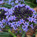 Scilla Peruviana Cuban Lily Pksciper - Garden Express Australia