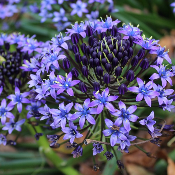 Scilla Peruviana- Cuban Lily