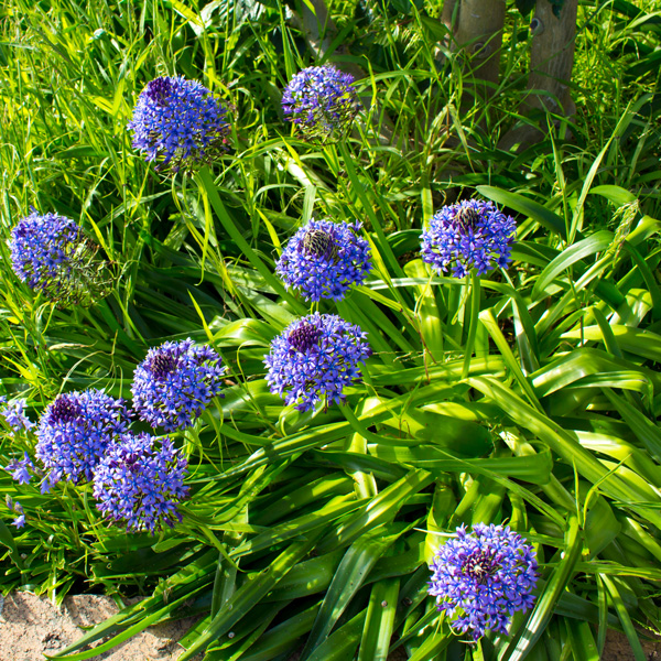 Scilla Peruviana- Cuban Lily