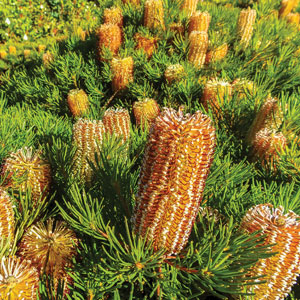 Banksia Stumpy Gold