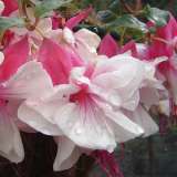 Fuchsia Sheryl Ann Pplfucsan - Garden Express Australia