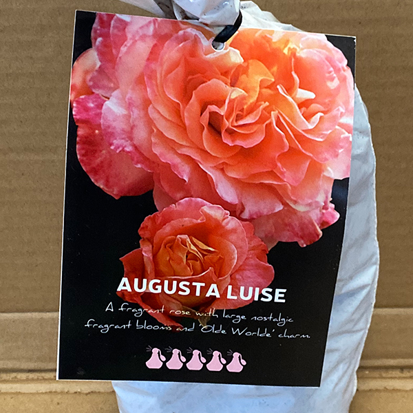 Rose Augusta Luise