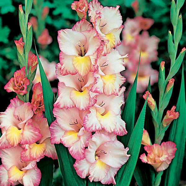 Gladioli Priscilla