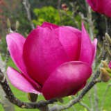 Magnolia Cleopatra (pbr)