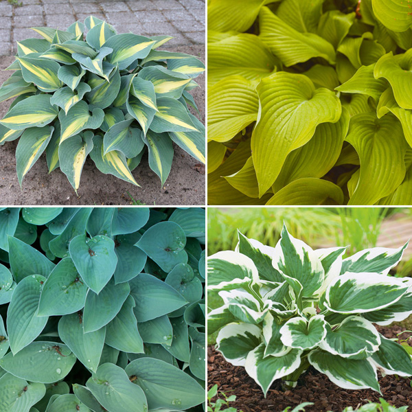 Hostas - Garden Express - Australia's Largest Online Nursery