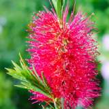 Callistemon Western Glory Lpocalwgl - Garden Express Australia