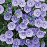 Convolvulus Early Blue Pplconebl - Garden Express Australia