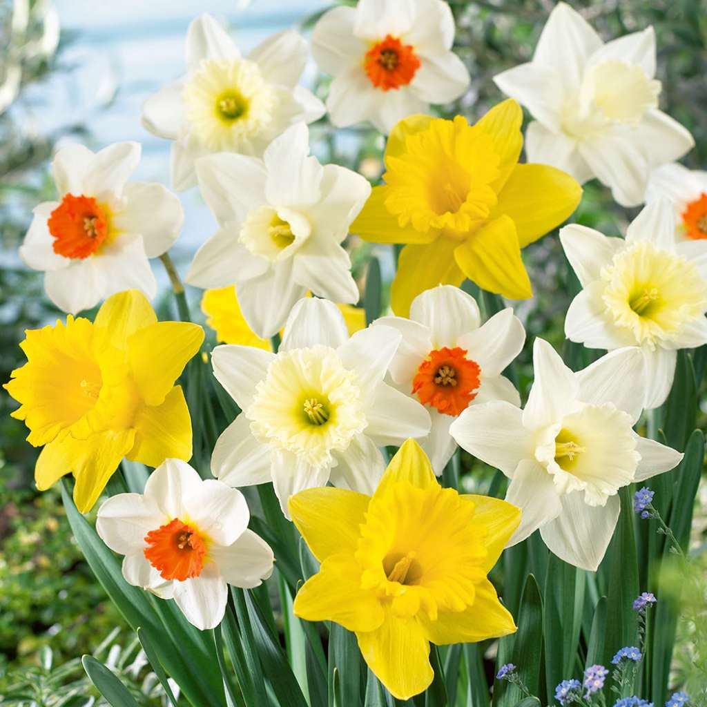 Daffodil Fortune Garden Express