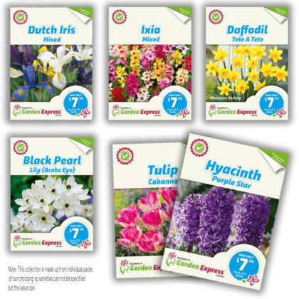 Daffodil Crazy Combo Pack - 100 Bulbs And Planter - Garden Express