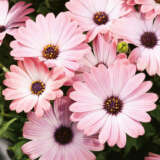 Osteospermum Pink Magic Pplostspm - Garden Express Australia